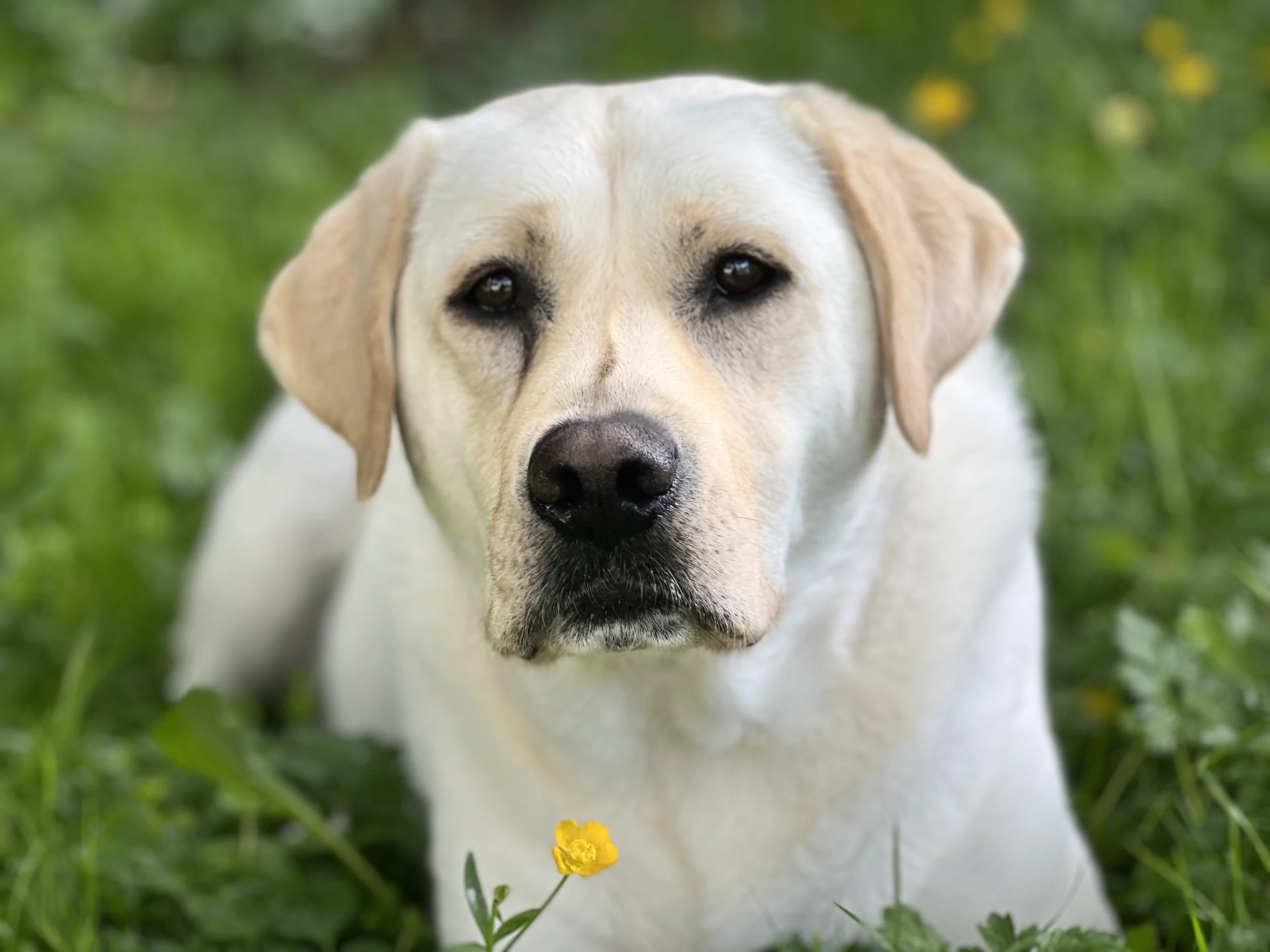 A picture of Charlie Brown of K9 Hearts resting in the green grass with yellow buttercup flowers on his last day. This was the look that told Paige that he was ready to cross the rainbow bridge.