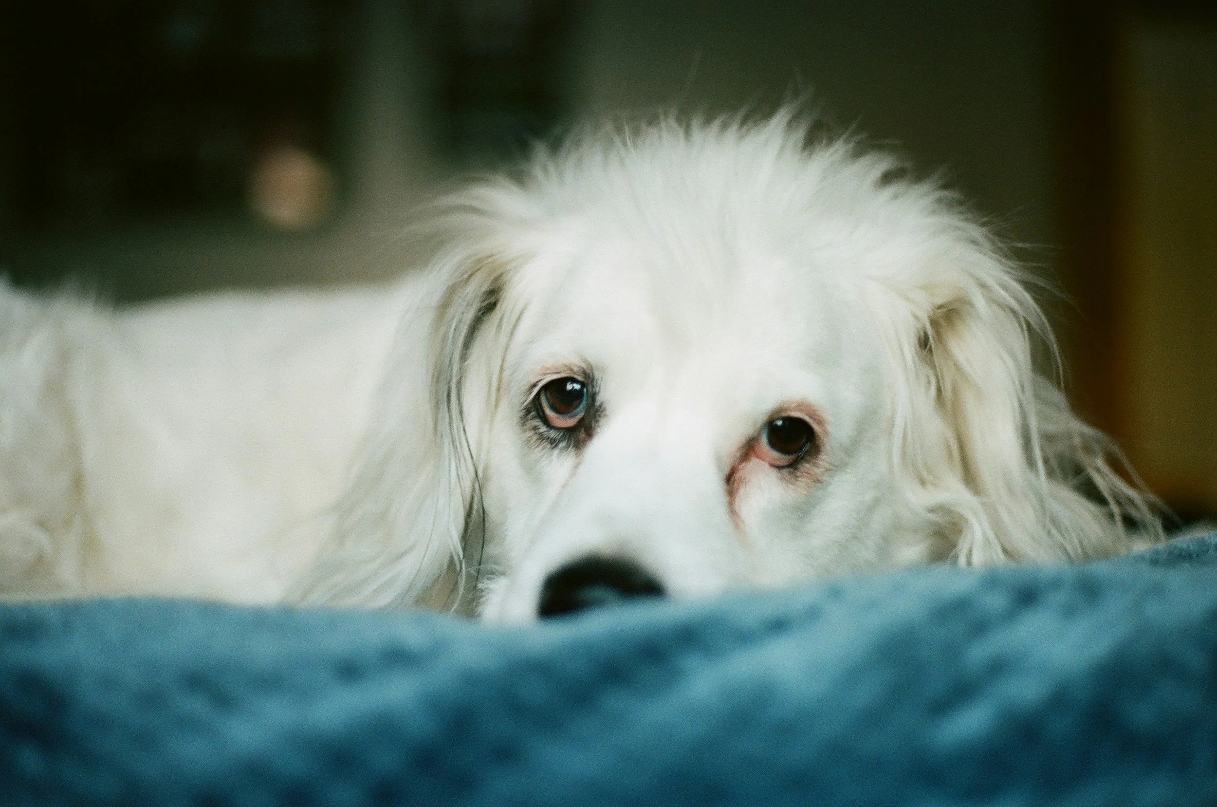 Anticipatory Grief - support for the time you still have - k9hearts