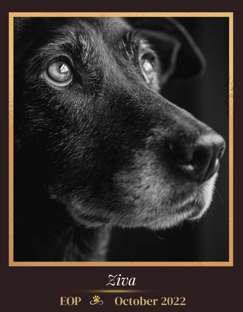 Ziva - EOP: October 2022