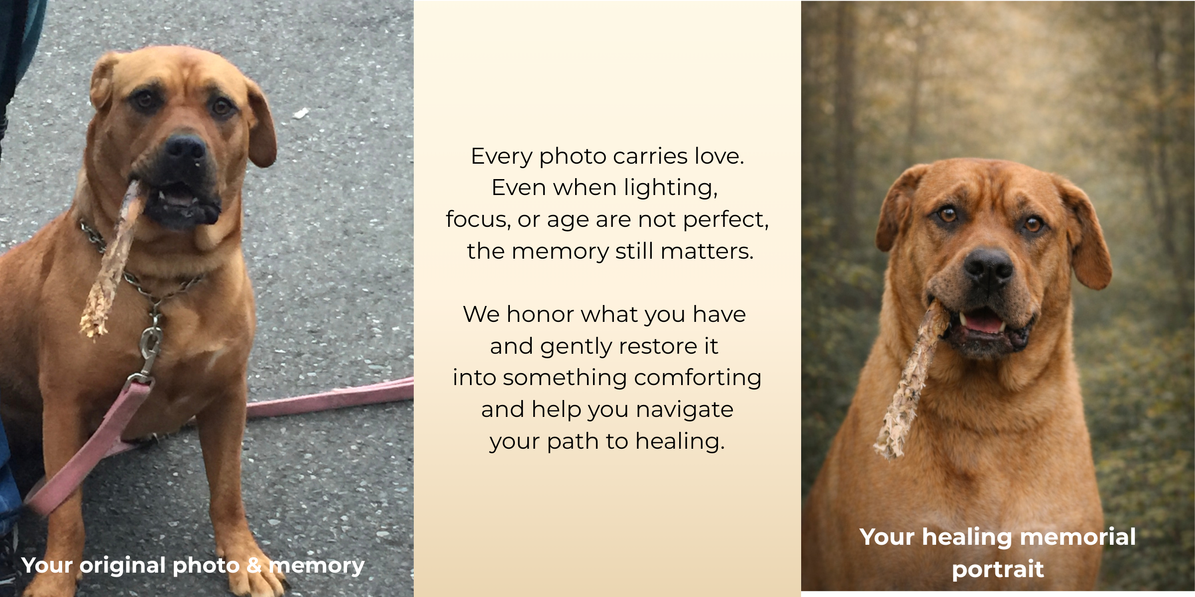 Side-by-side comparison of two images of the same brown dog holding a stick in its mouth. The left image shows the dog outdoors on a paved surface, wearing a collar and leash. The right image shows a similar dog in a forest with a blurred background. Between the images is a message about the importance of love and memory in healing, with a statement about honoring and restoring love. The bottom left corner reads "Your original photo & memory" and the bottom right corner reads "Your healing memorial portrait."