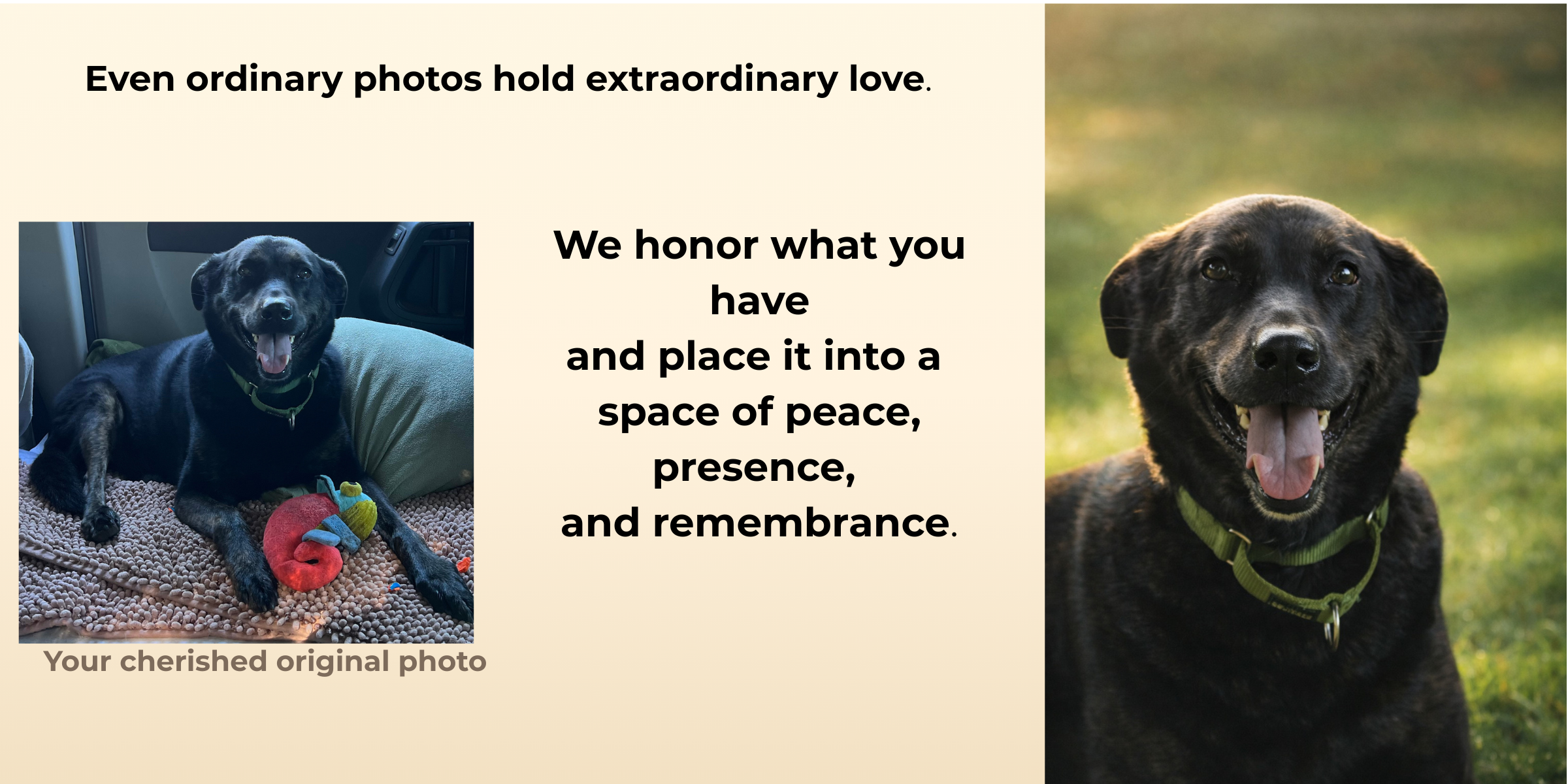 A before and after picture of a rescue dog from K9Hearts.com Legacy Art.