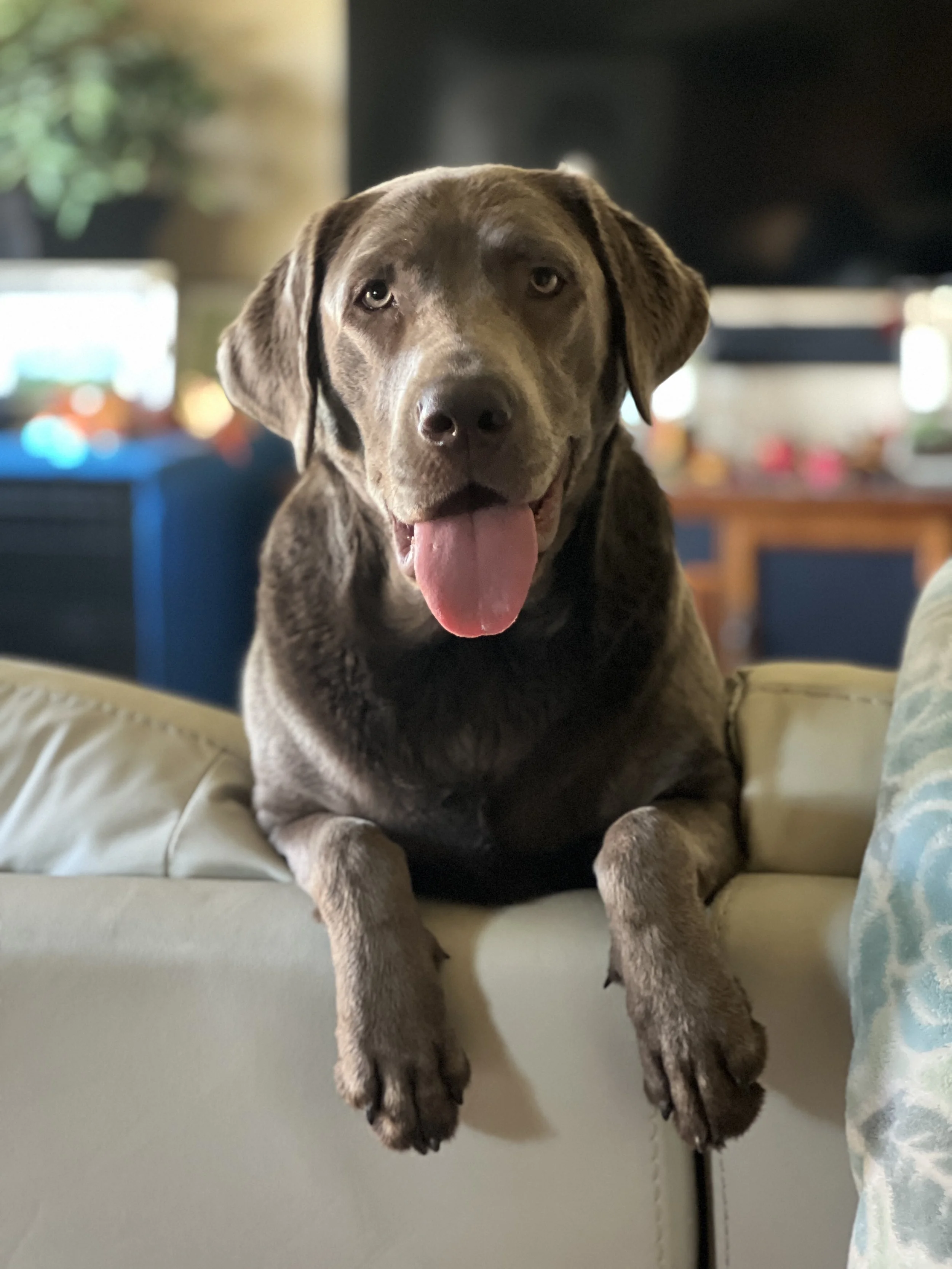 Nova a silver labrador retriever and Charlie's successor of K9 Hearts.