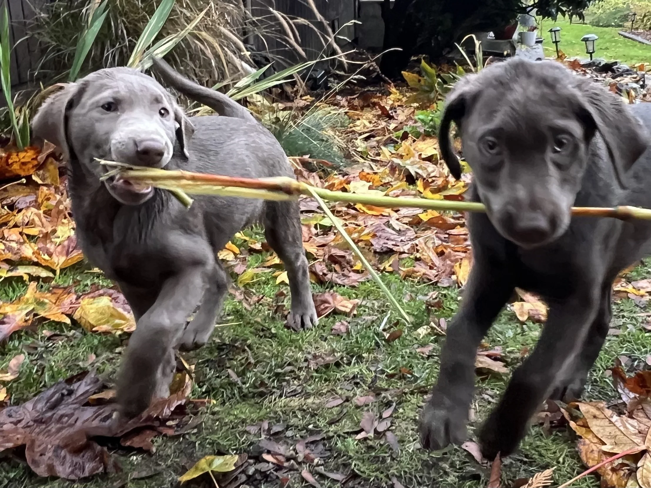 Nova and Lilly, bonded silver Labradors, walking together — K9Hearts love lives forward after pet loss
