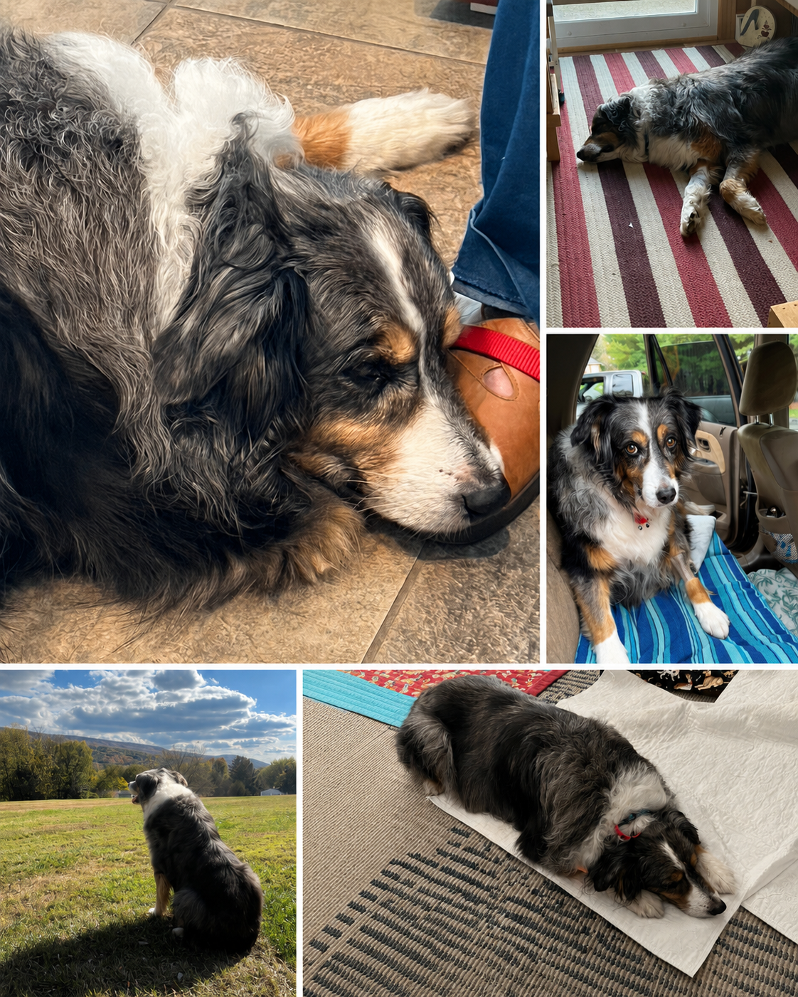 Cheyenne needs help to continue living | k9hearts