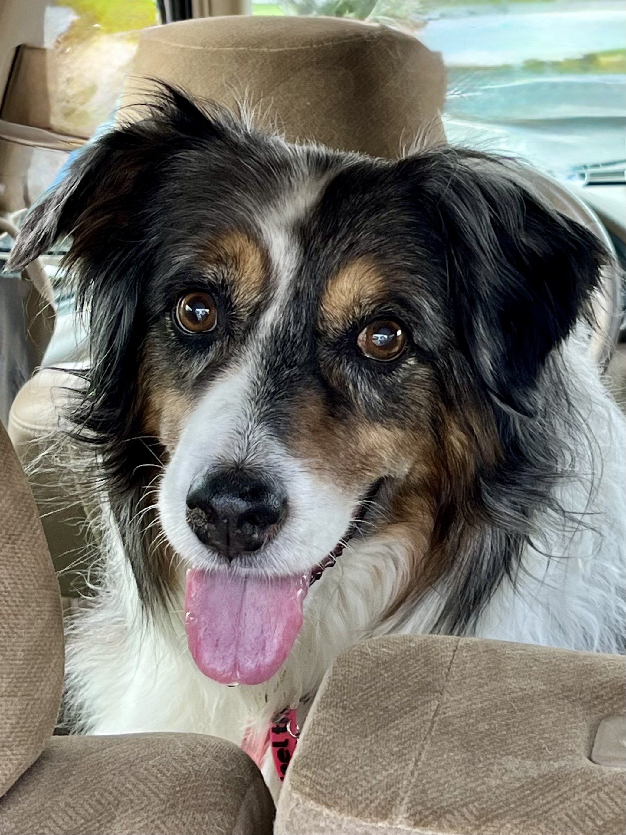 Cheyenne and Austrian shepherd who was diagnosed with a terminal brain tumor Feb 2026 and who is the Anticipatory Grief Support is dedicated to at K9Hearts.