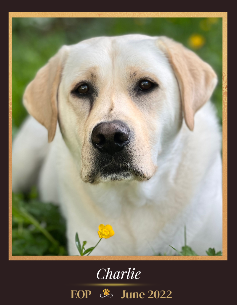 Charlie Brown, the face of K9Hearts, is a yellow labrador in is End of Paw Prints - EOP - Legacy portrait which also lives in the EOP Gallery forever