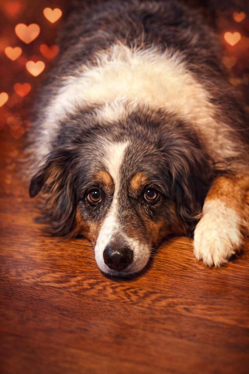 An Australian Shepherd dog lying on a wooden floor with blurred heart-shaped lights in the background.