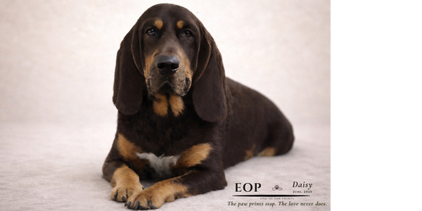 Daisy's EOP Legacy Portrait by K9Hearts — a custom AI-enhanced memorial dog portrait with the End of Paw Prints designation, honoring a beloved Bloodhound's life and legacy.