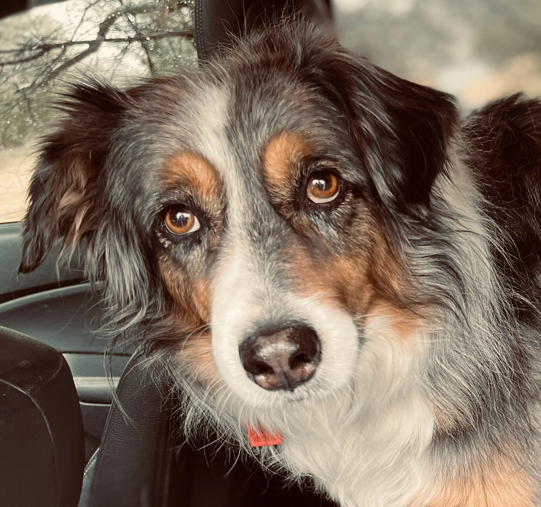 Cheyenne enjoying one of his beloved daily car rides — simple joys that become precious memories during anticipatory pet grief