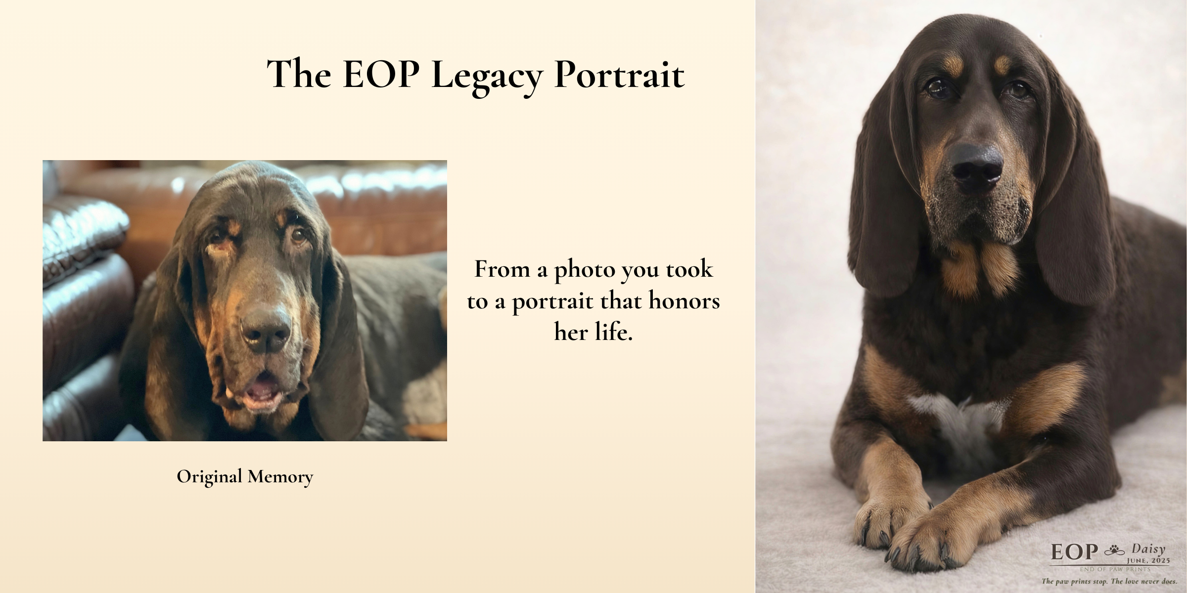 Before and after pictures of a hound dog from an iPhone photo to a finished portrait with an End of Paw Prints emblem on the bottom.