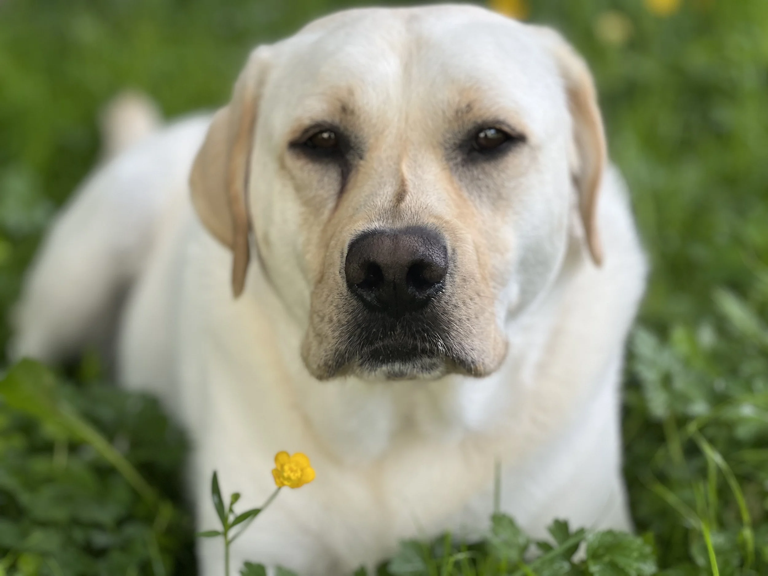 Close-up of a yellow Labrador retriever lying on green grass with small yellow flower in foreground.