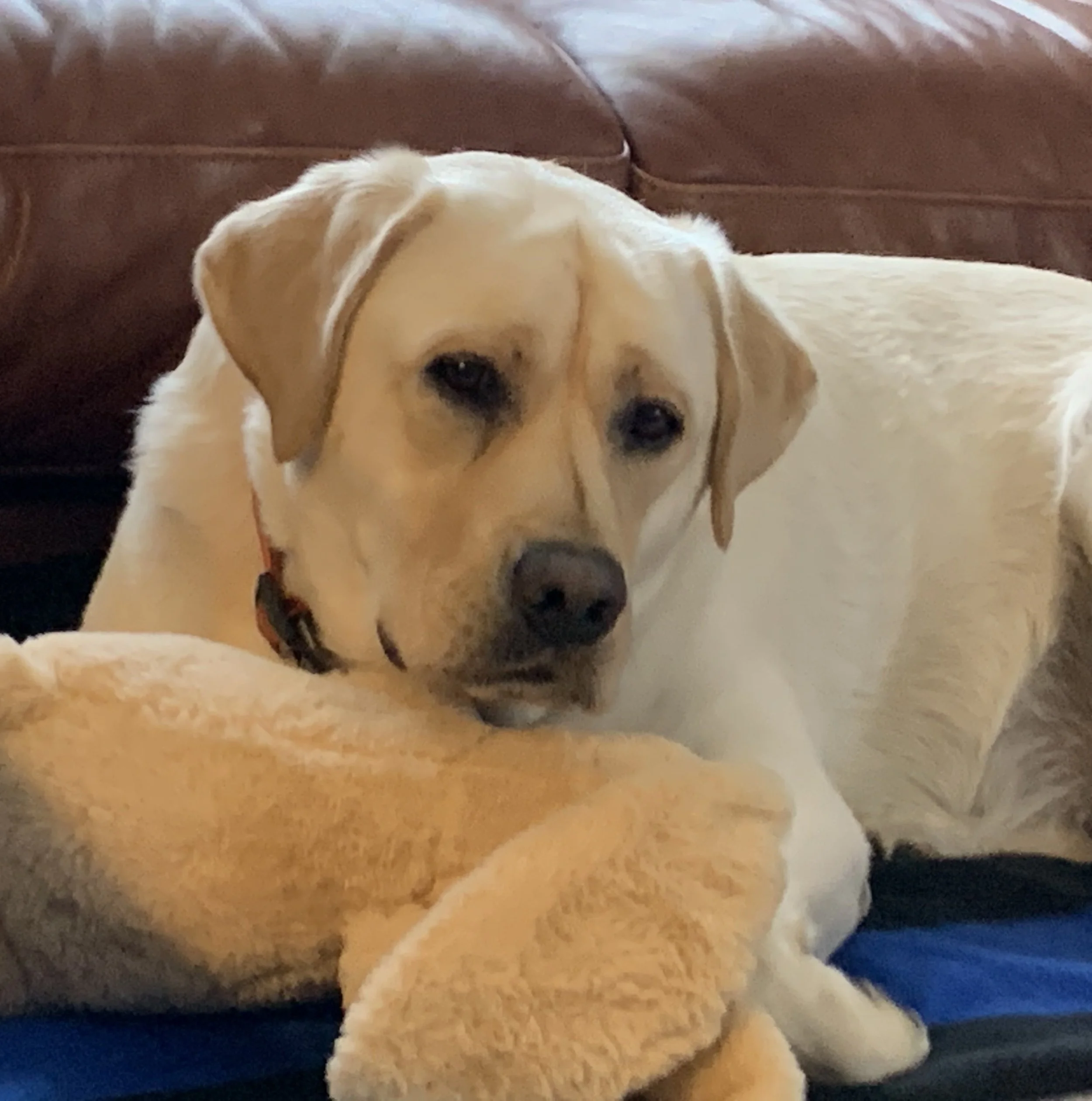 Charlie Brown resting — a young Labrador living with OCD, DJD, HD, and ED