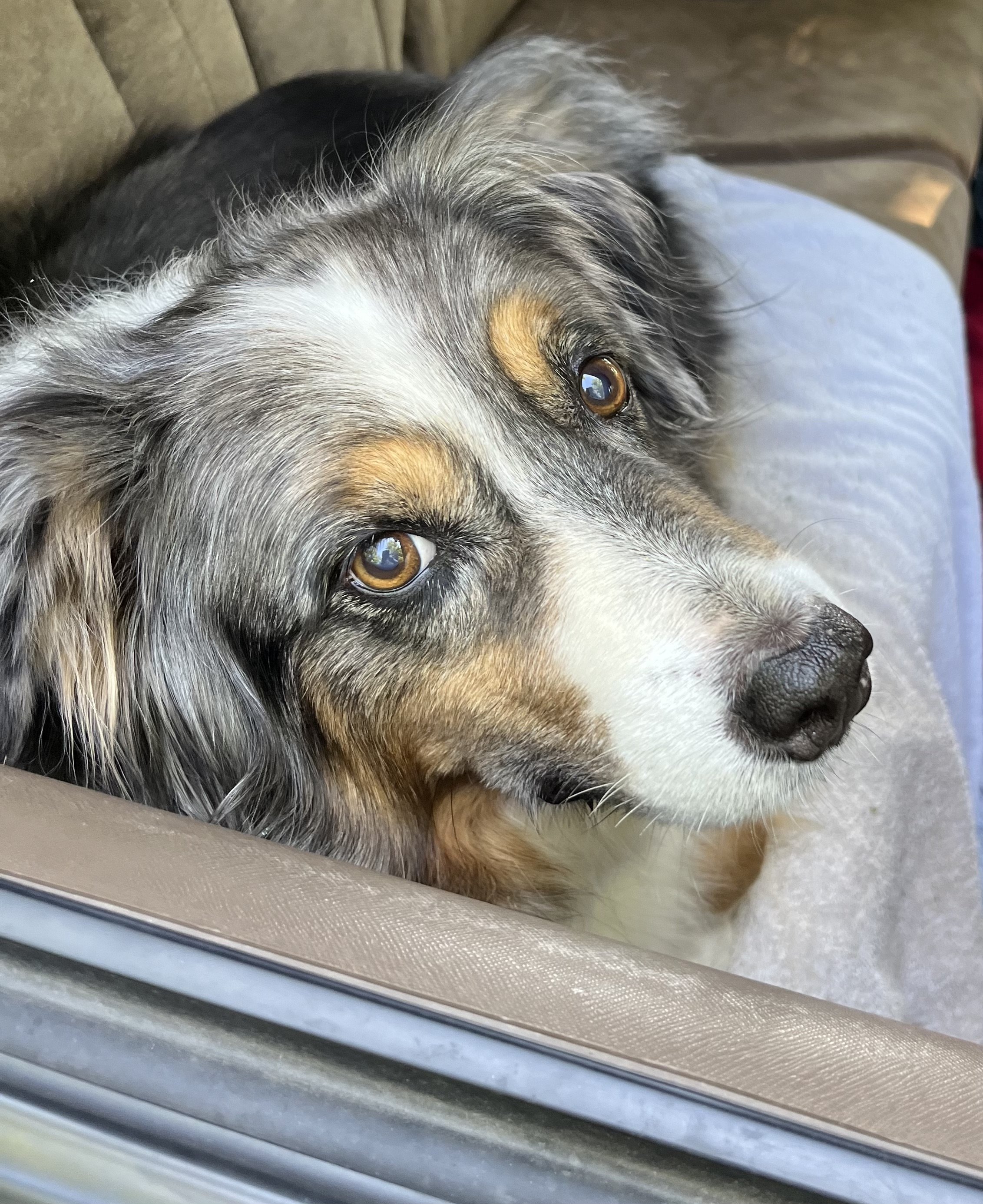 Cheyenne, Aunt Cindy's Australian Shepherd, resting in the car — the dog who inspired K9 Hearts' Anticipatory Grief support section