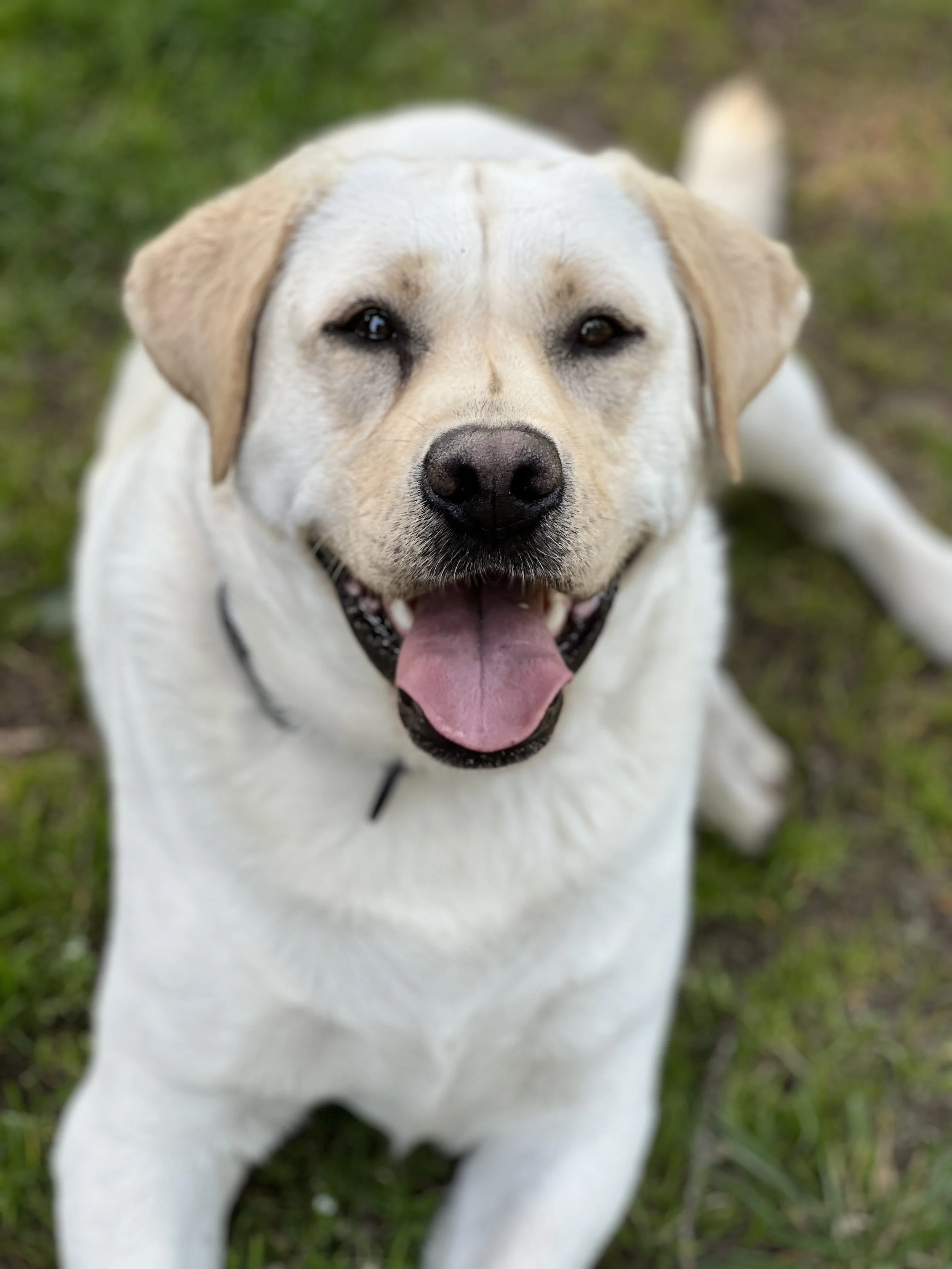 The face of K9Hearts, Charlie Brown, a yellow labrador that stole of hearts of many people and dogs