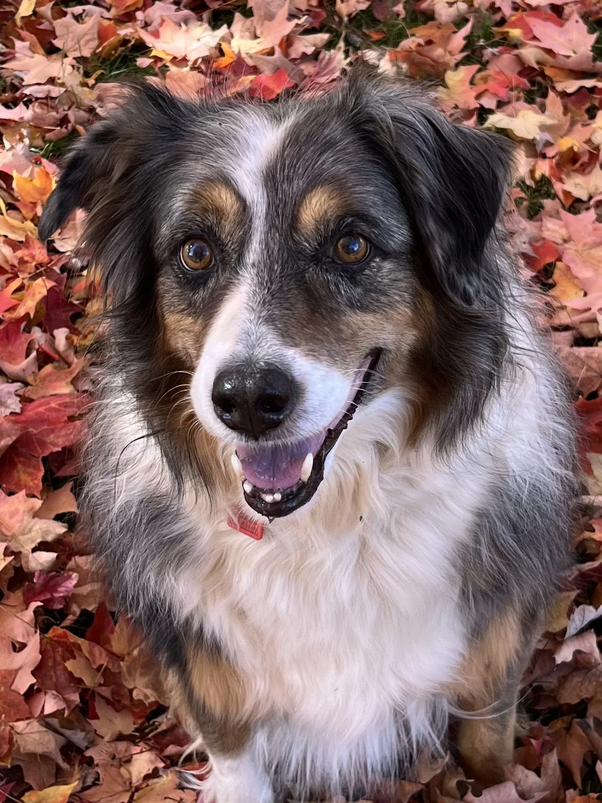 Cheyenne resting peacefully — a reminder to document every good day during a dog's serious illness