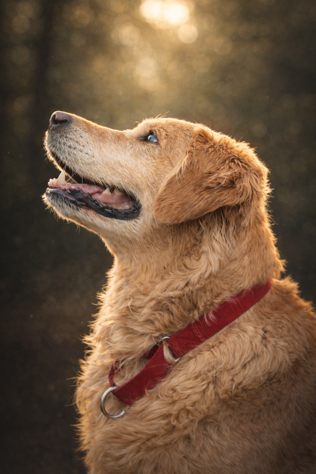 A golden retriever dog looking up with a red collar, basking in warm sunlight.