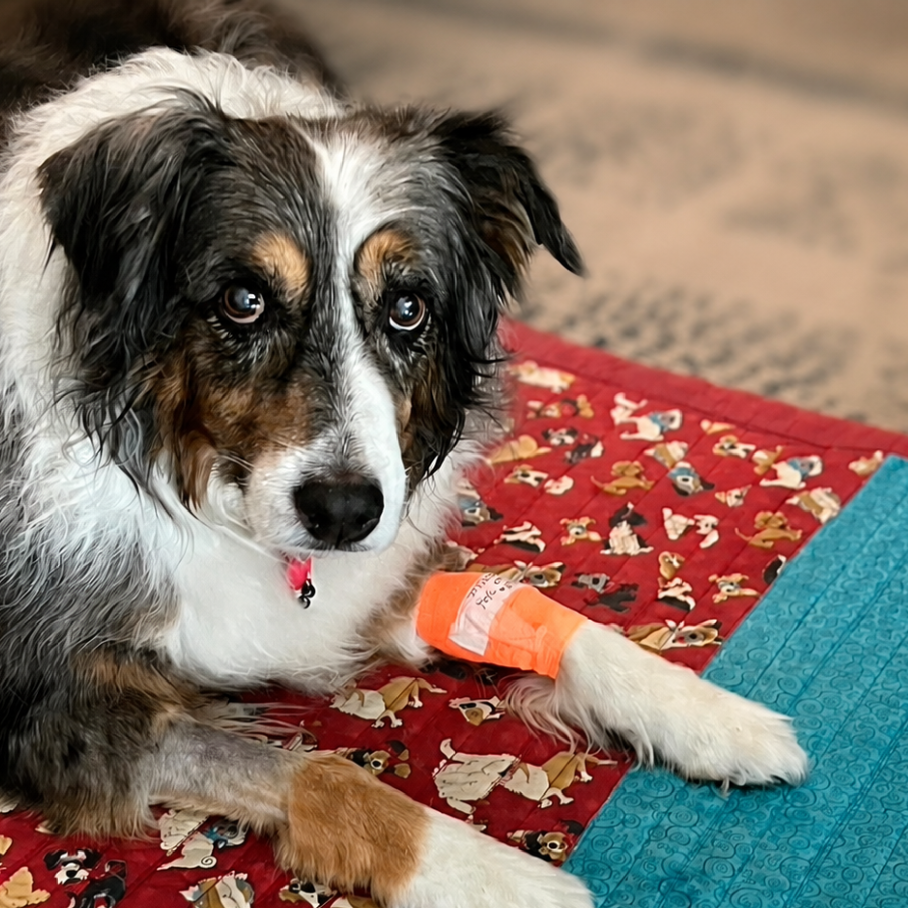 Cheyenne is an Australian Shepherd living with cancer. He has just finished his radiation therapy. - K9Hearts