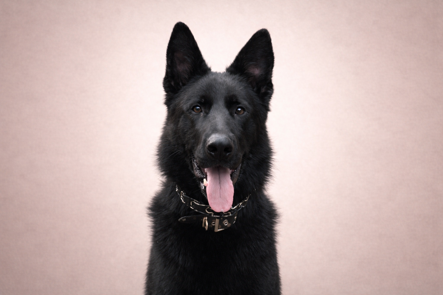 A black German Shepard Classical portrait by K9 Hearts