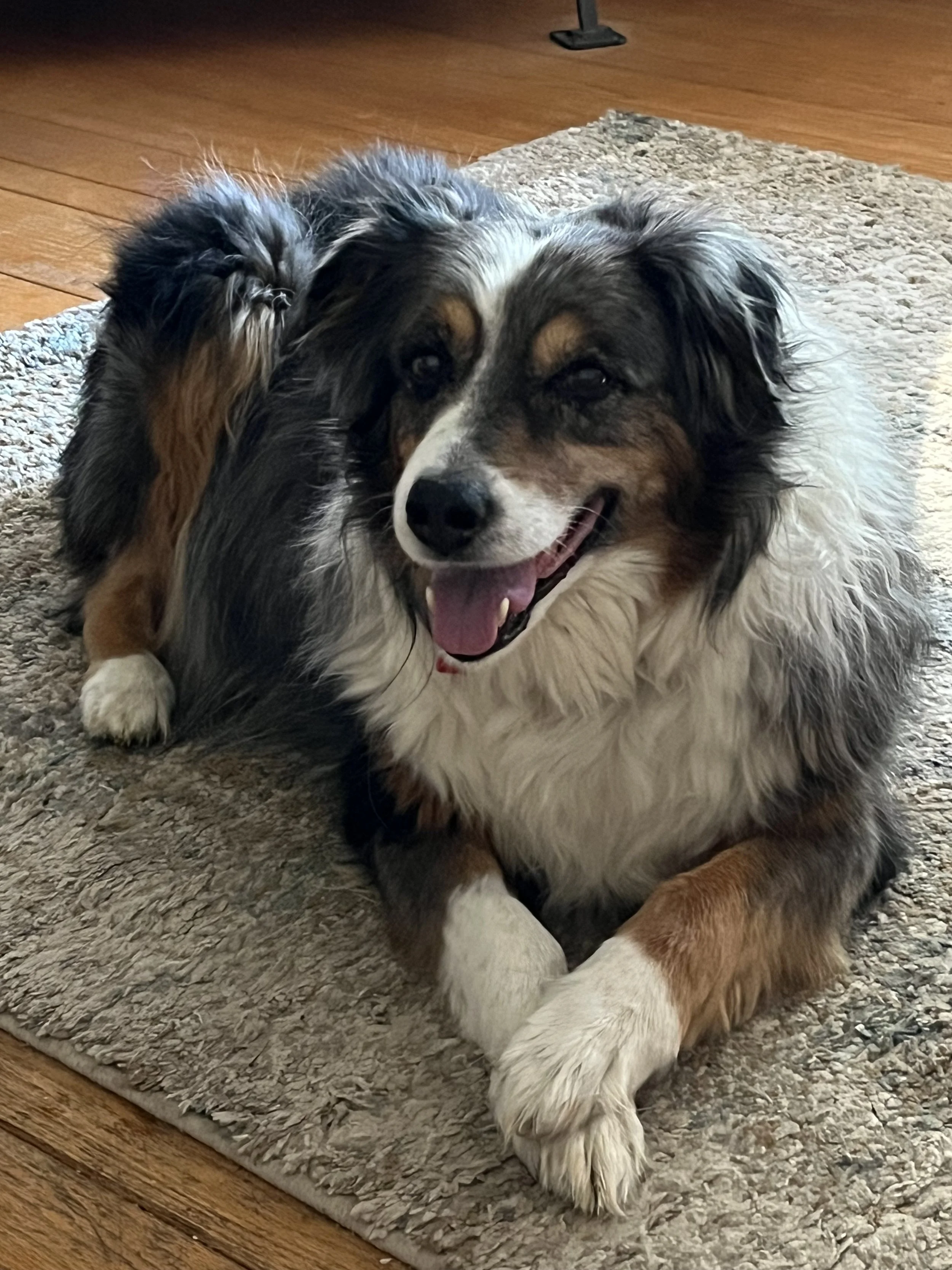 Cheyenne thriving in autumn — the anxious dog who blossomed into a beloved companion through Aunt Cindy's unwavering love