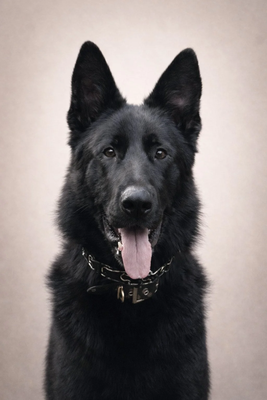 Close-up of a black German Shepherd dog looking at the camera with tongue out, wearing a chain collar.