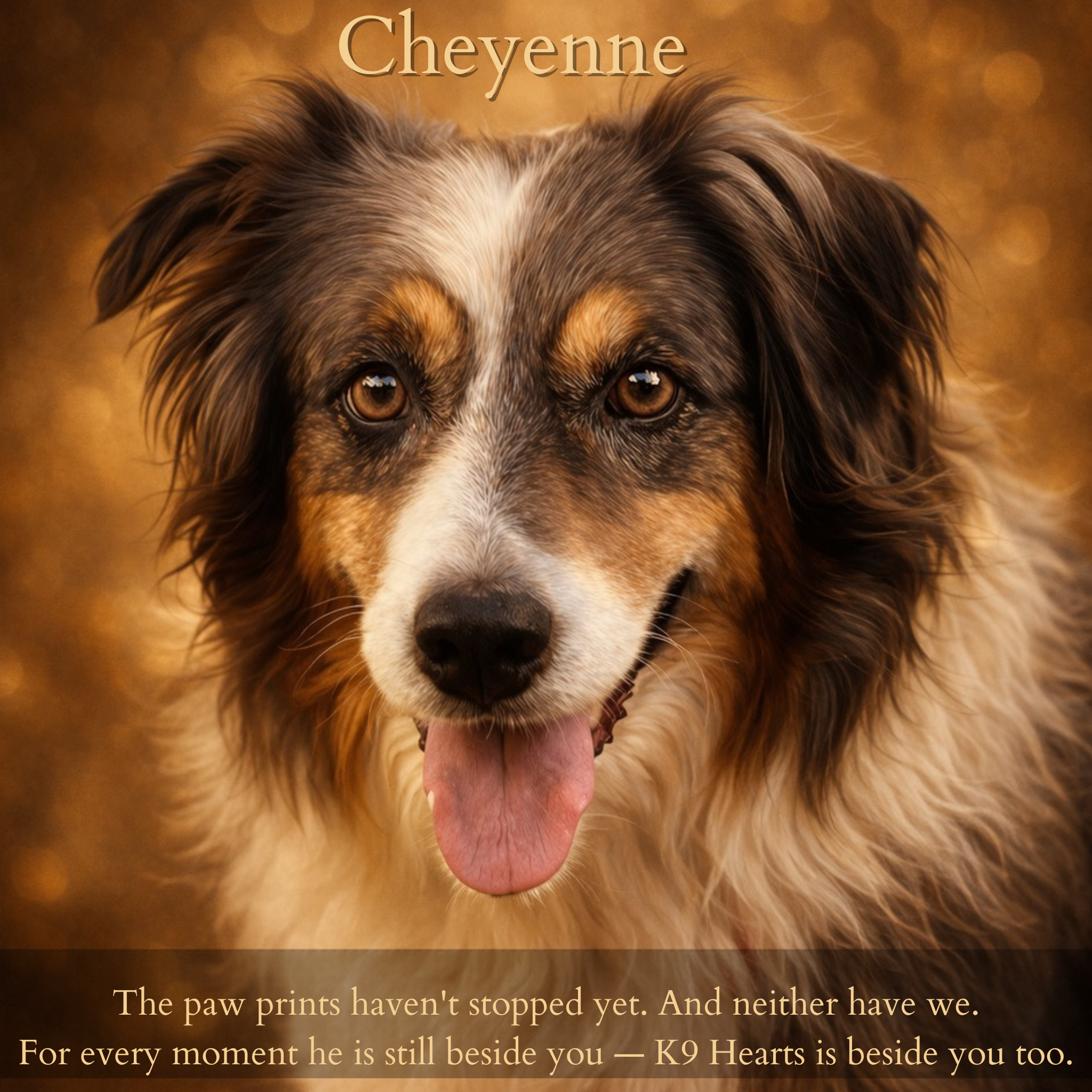 Cheyenne, an austrian shepherd, the figurehead for K9Hearts anticipatory grief. The paw prints stop. The love never does. K9 Hearts