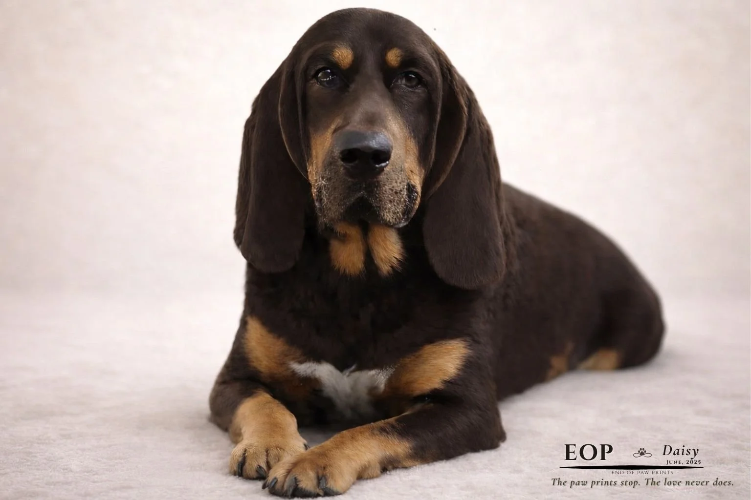 Daisy — End of Paw Prints Legacy Portrait example