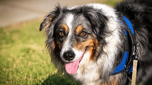 Cheyenne, an Australian Shepherd, sitting and watching the sunset over the water.