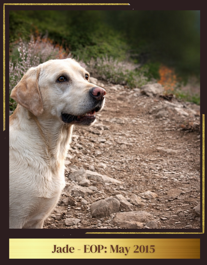 Gunner End of Paw Prints memorial portrait in a field — K9Hearts