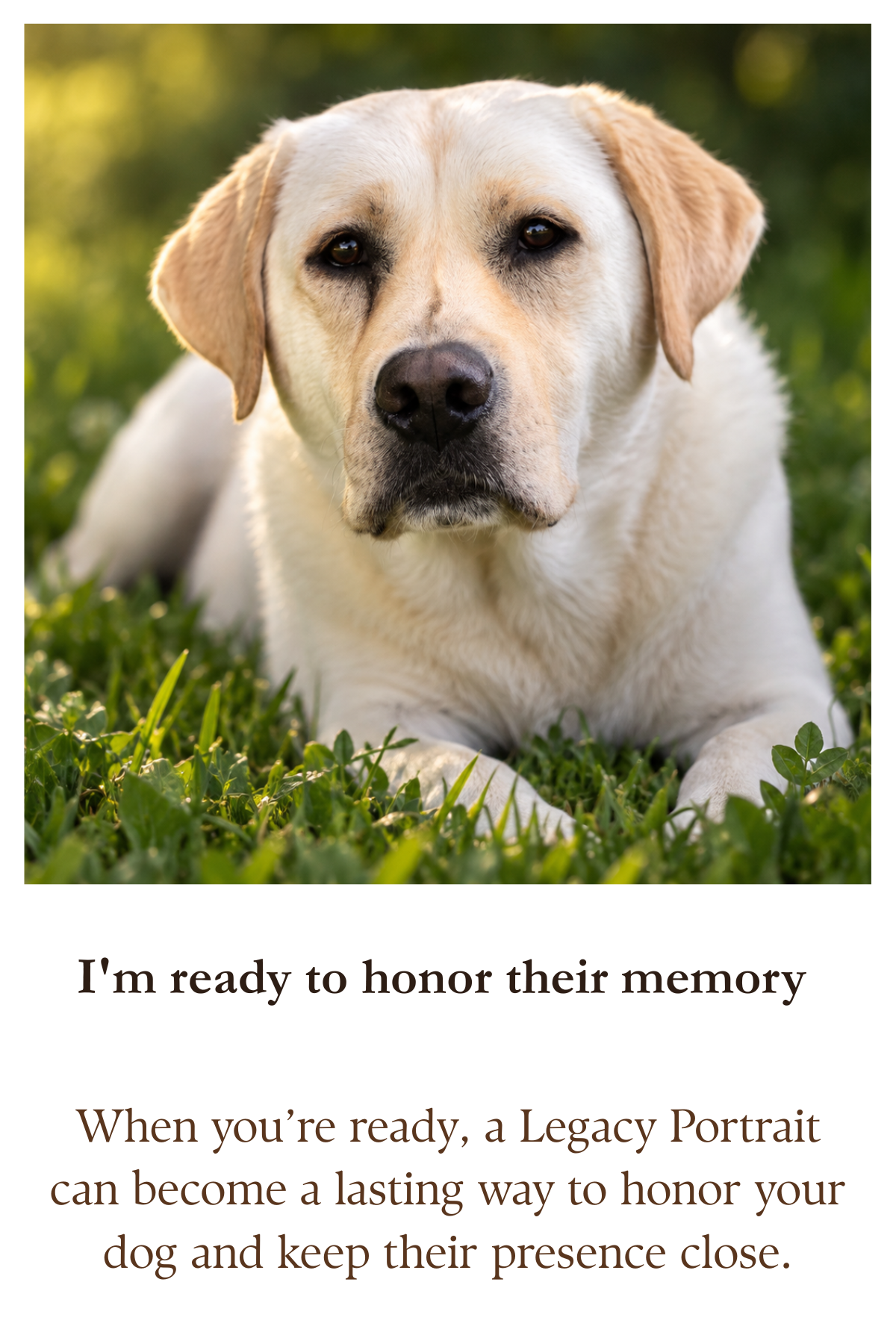 A yellow Labrador Retriever sitting in the grass. A picture to memorialize their dog with K9Hearts.com