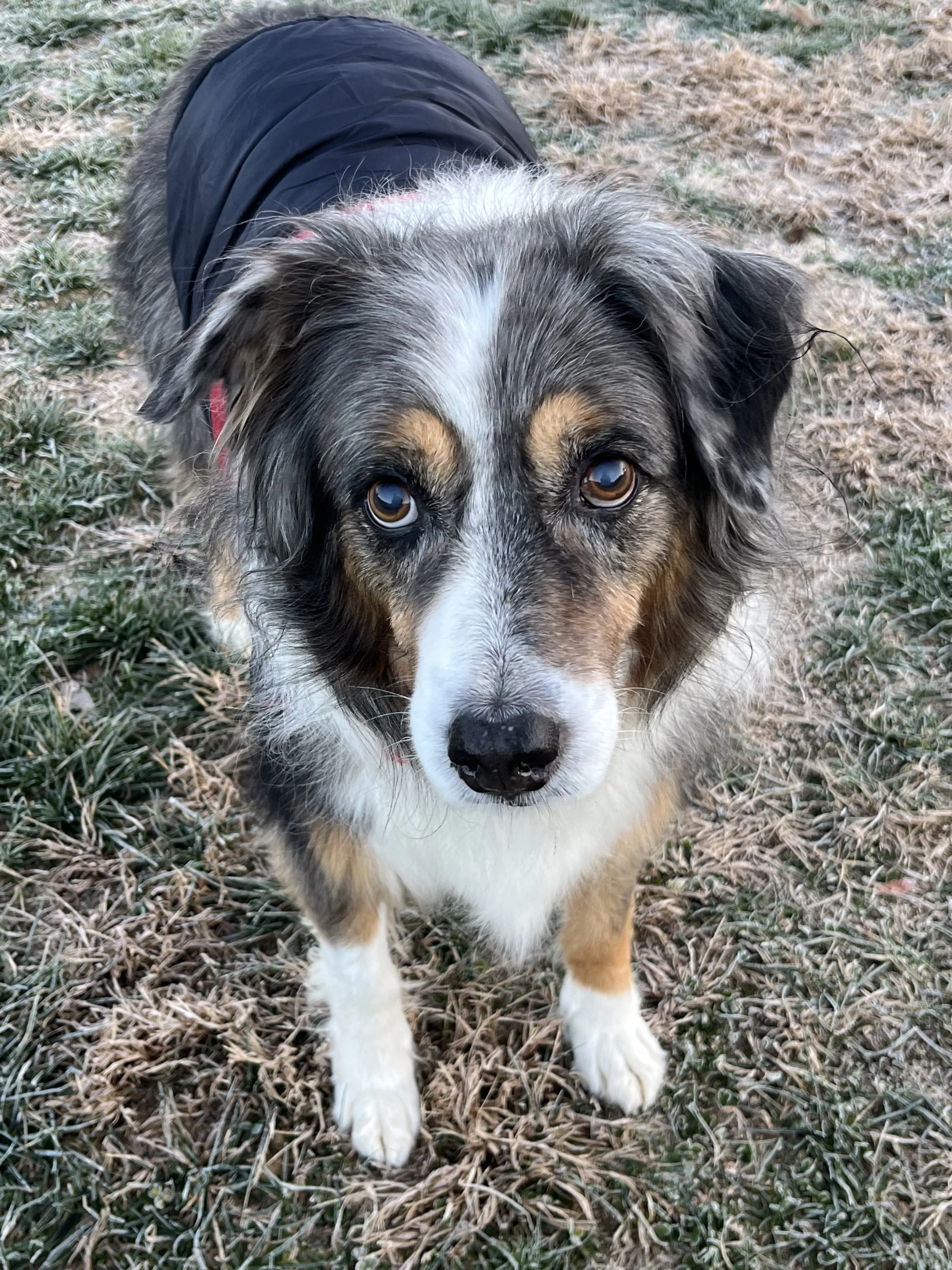 Cheyenne, an 8-year-old Australian Shepherd, looking directly at the camera — a tribute to anticipatory pet grief and the love that never ends