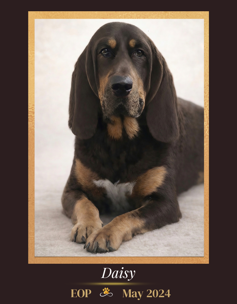 Daisy - EOP: May 2024