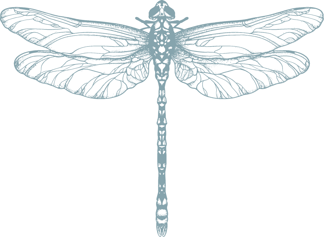 Skizze einer Libelle mit detaillierten Flügeln, Körper und Antennen