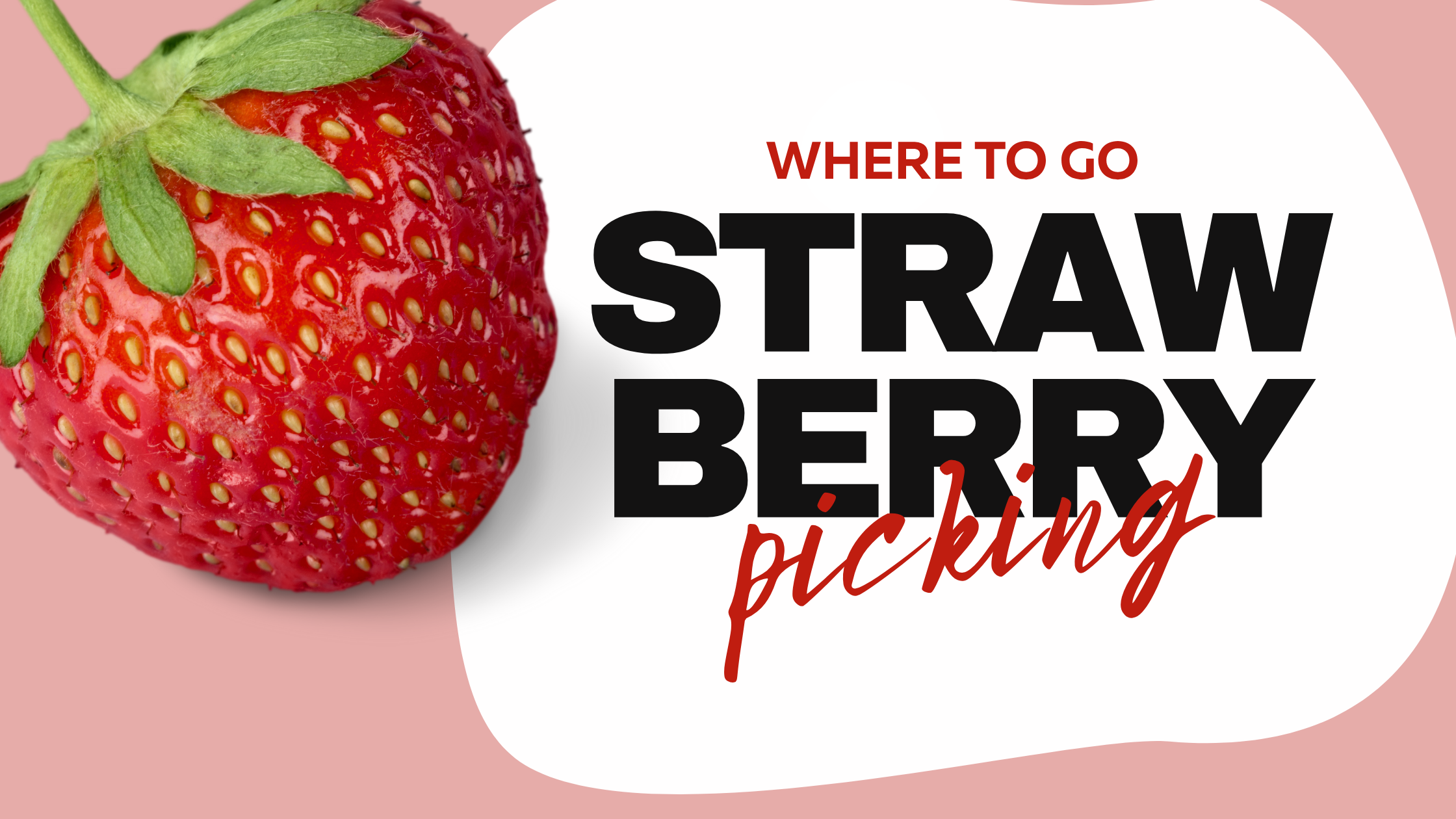 Best Strawberry Picking Farms in MetroWest MA | 2025 Season Guide