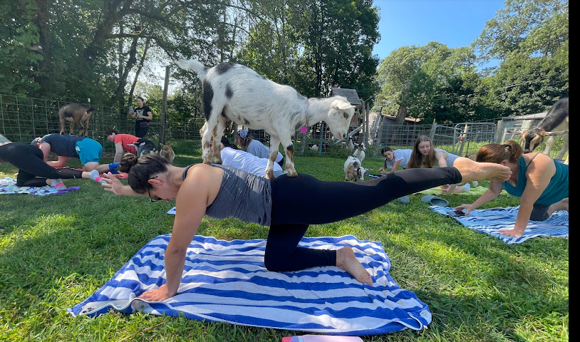 Goat Yoga at Happy Goats Holliston: I Expected Zen, Got Chaos (And Loved Every Second)