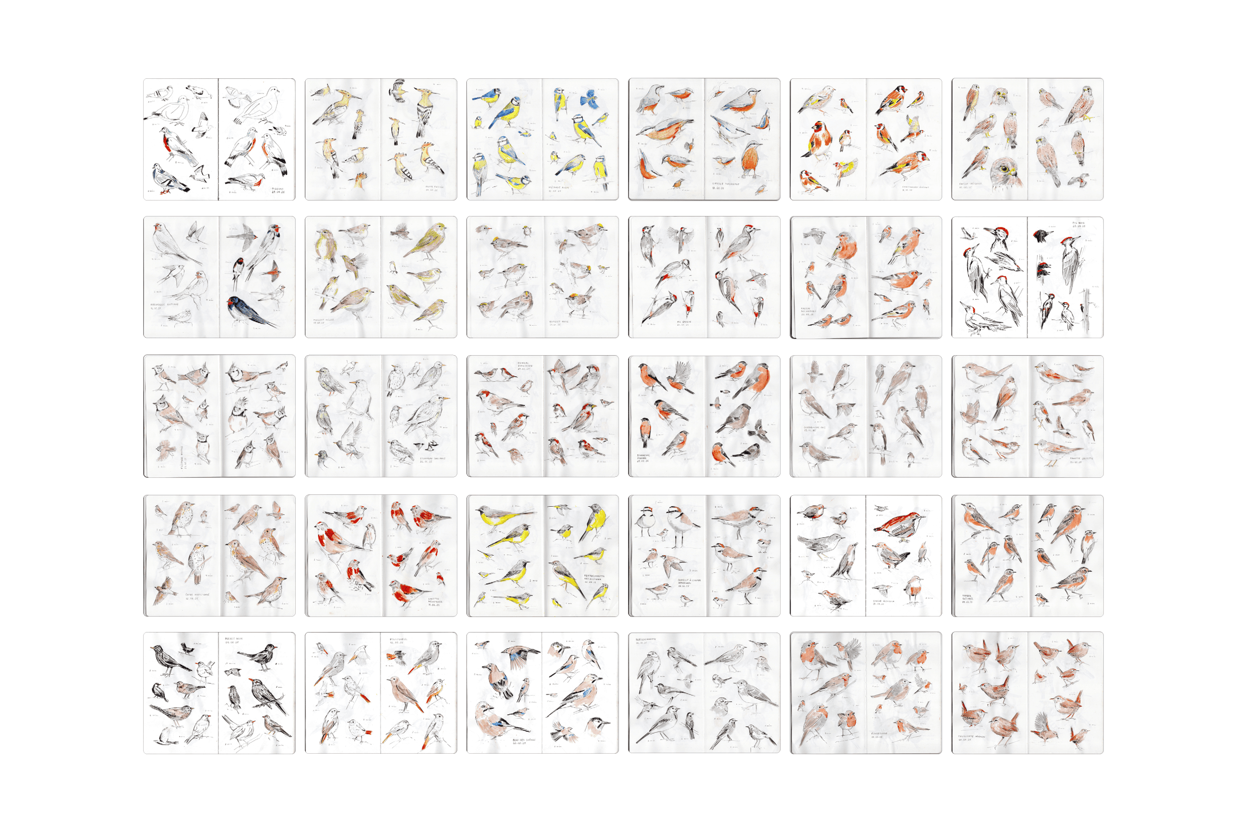Illustrations