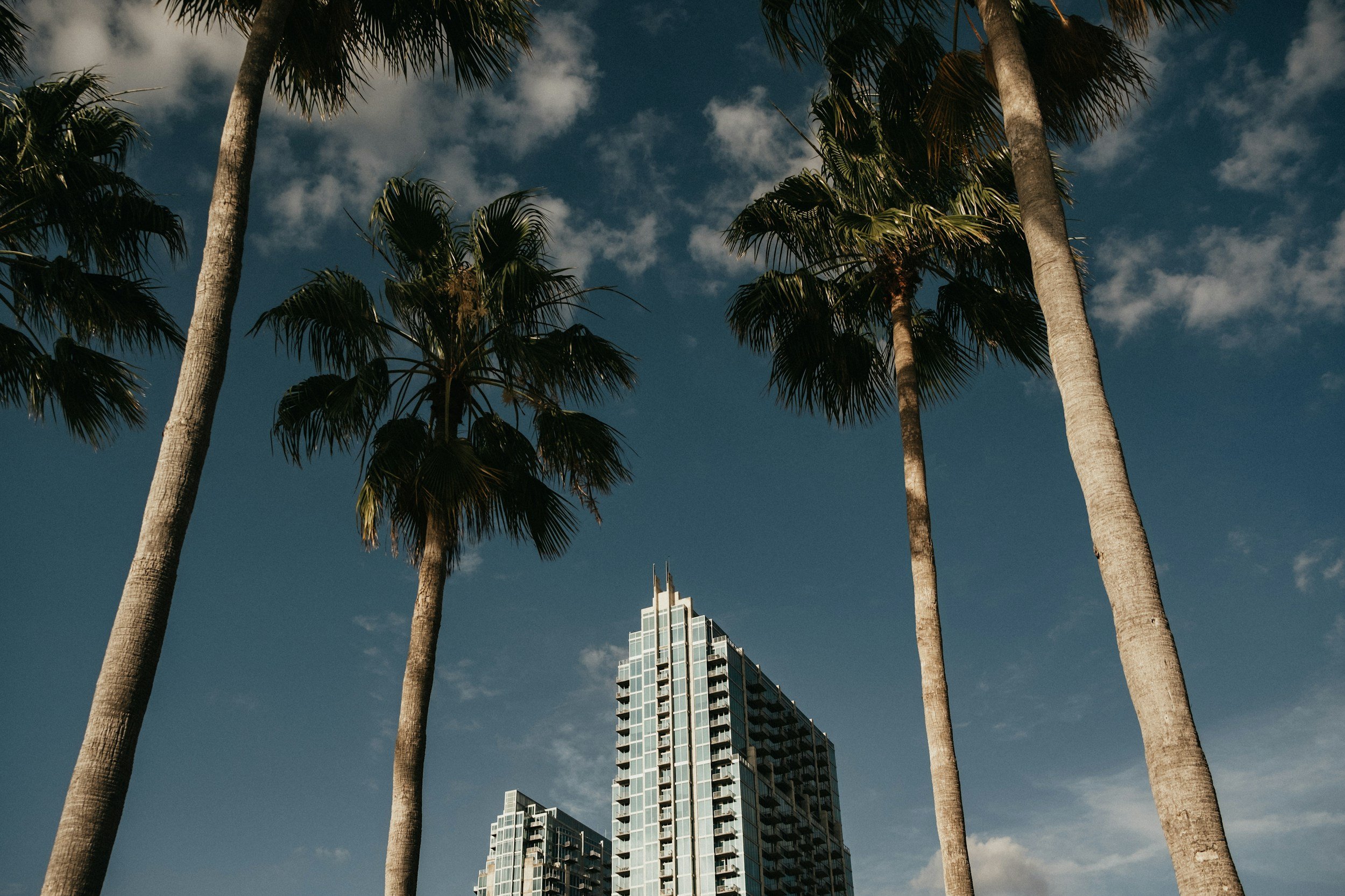 Tall palm trees in front of modern high-rise buildings under a blue sky with some clouds. Tampa food. Best food truck tampa