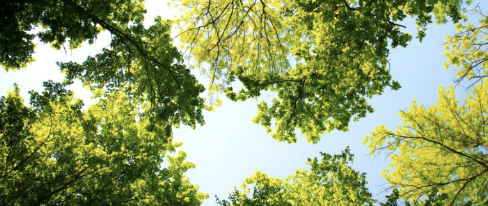 The Canopy Project Kawartha Lakes Launches The 2023 School Canopy Fundraising Campaign