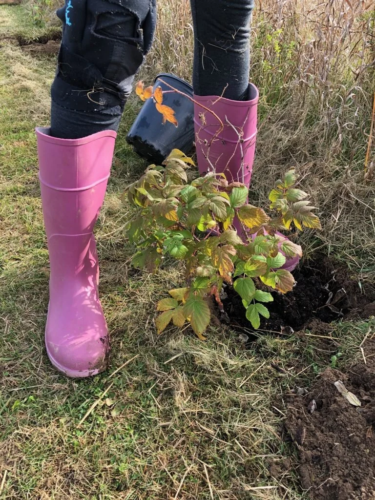 plant6.jpg