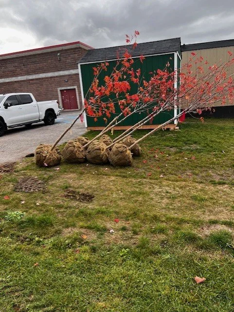 Stlukes-Trees.jpg