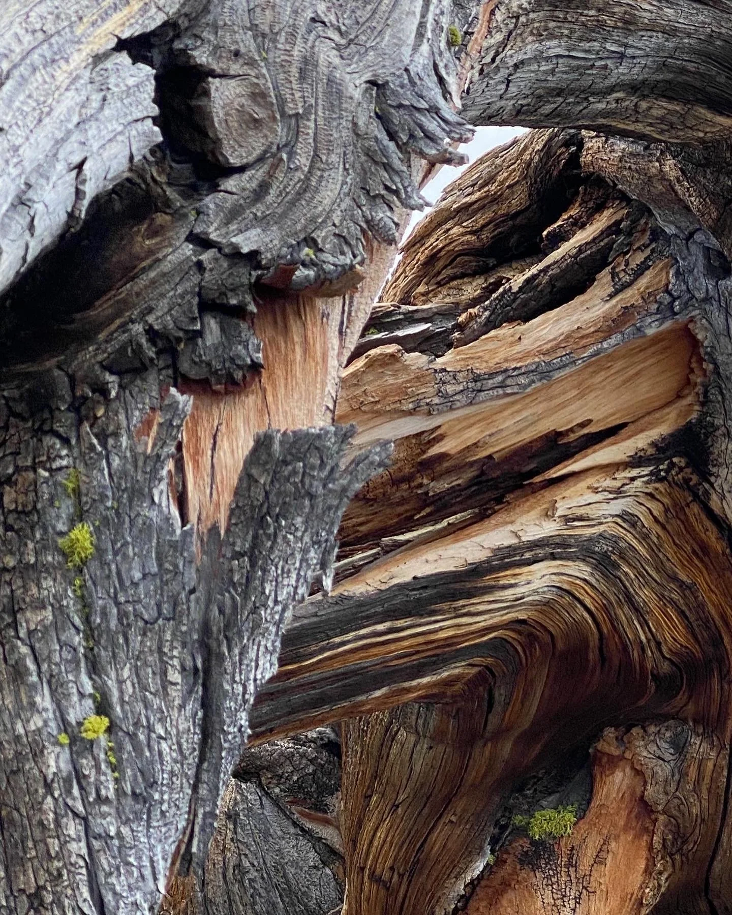 Close-up of intertwined, weathered tree branches with textured bark and varying shades of brown and gray.
