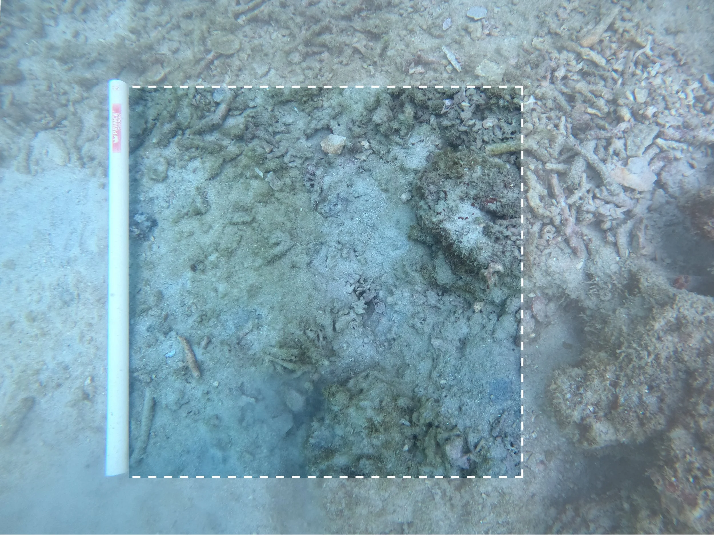 June 24 | Transect 1