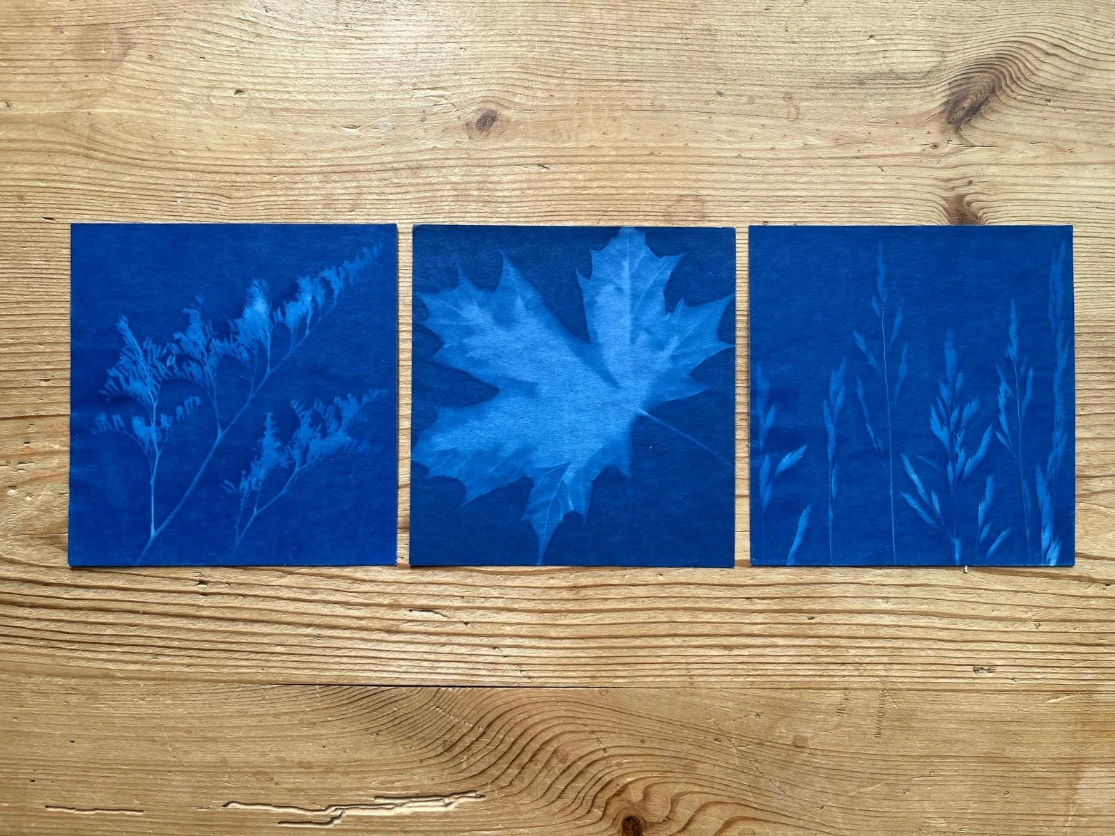 Cyanotype and Coffee