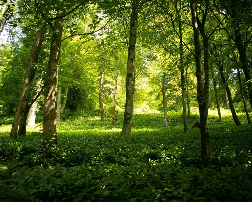 Leave the Trees, Please - Drama Workshop for Children