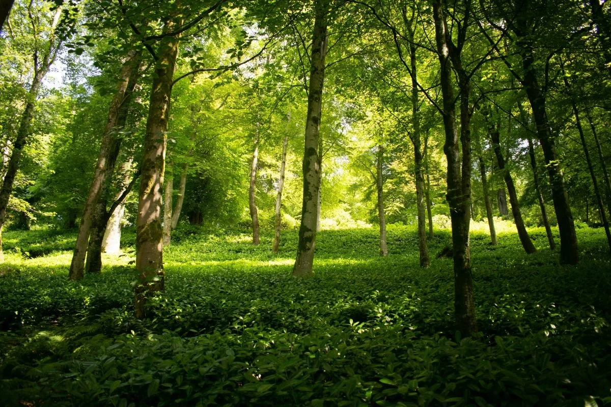 Trees
