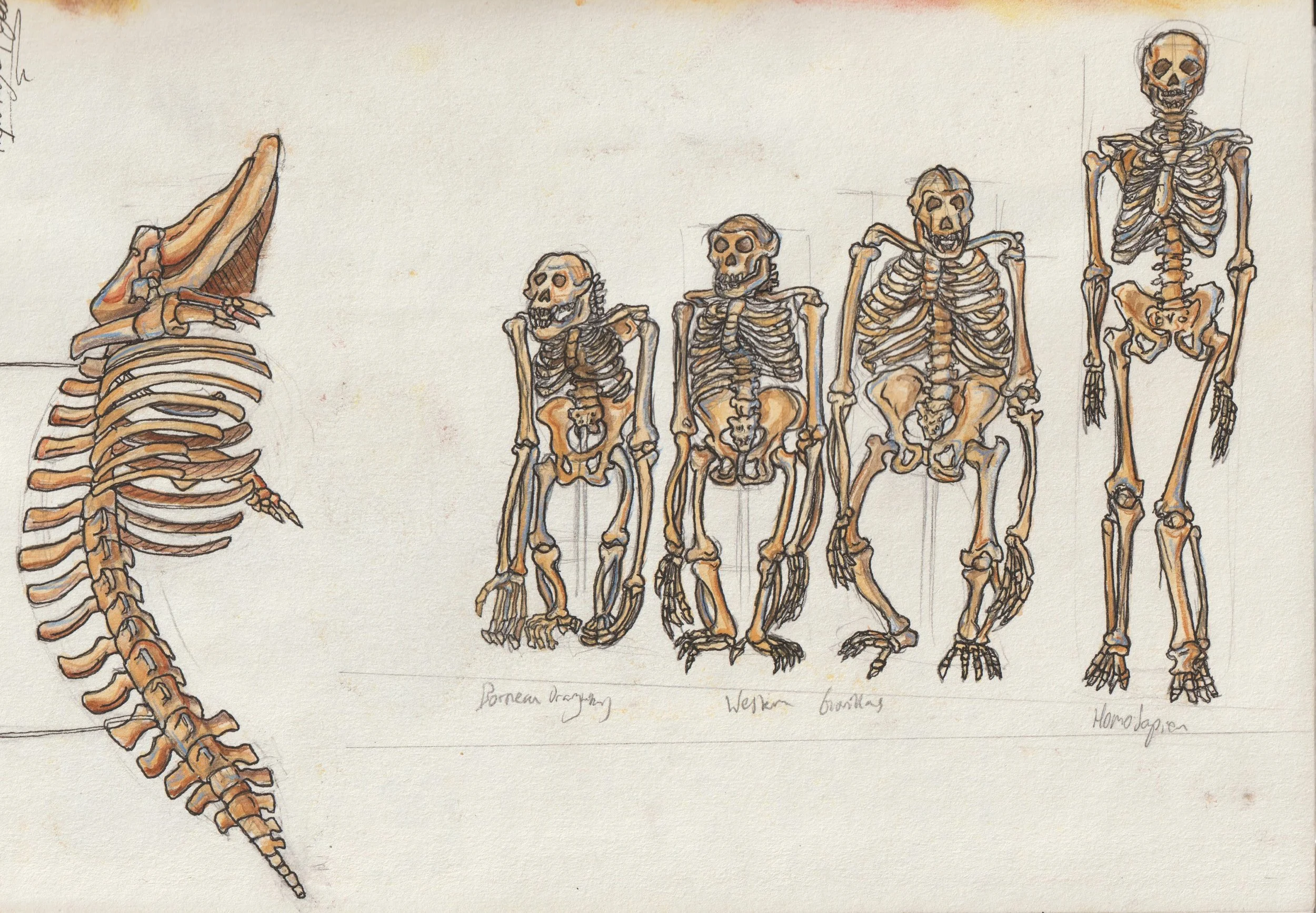 Reportage - Cambridge Zoology museum