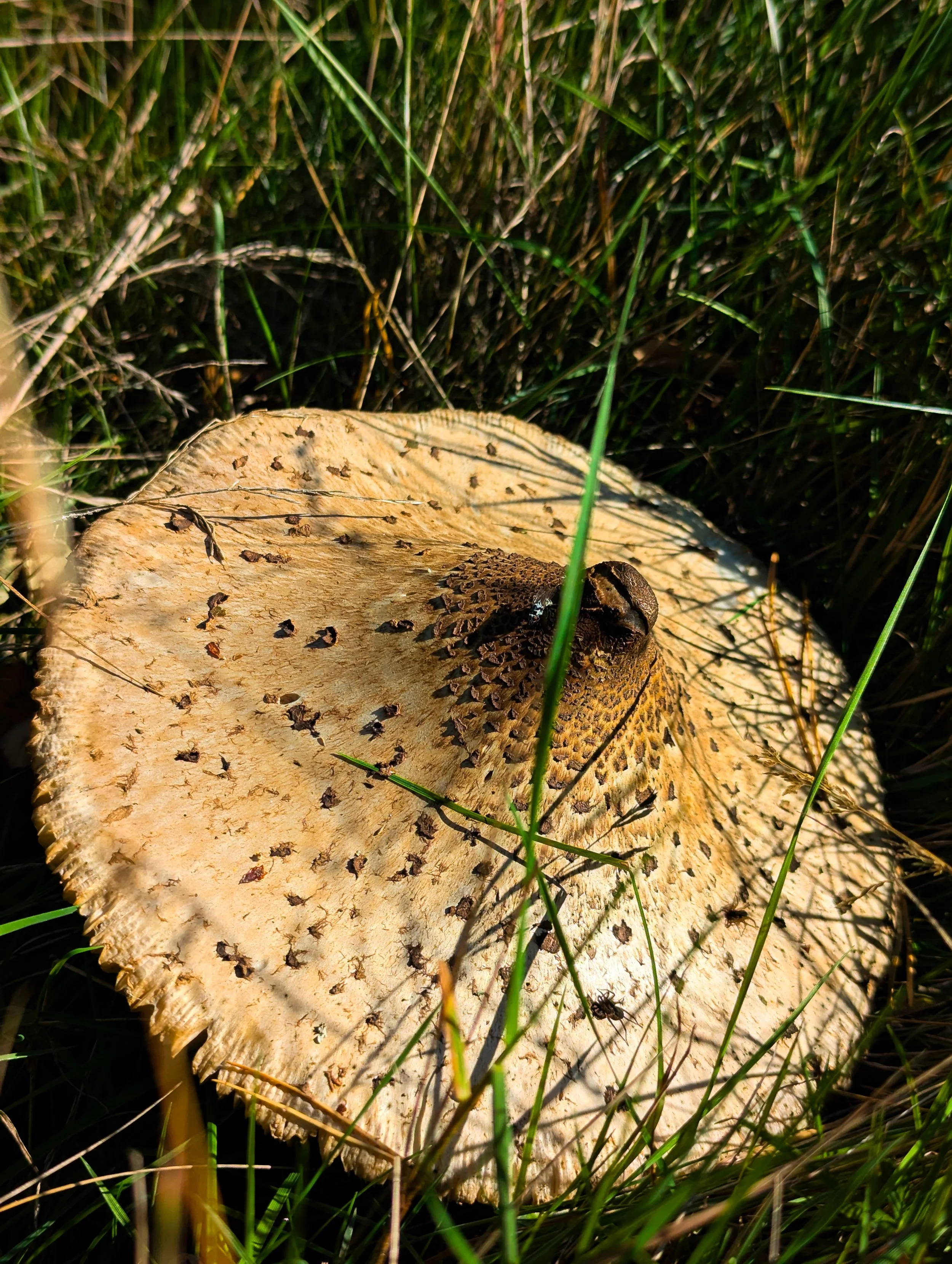 PXL_20251006_113843111.MP.jpg