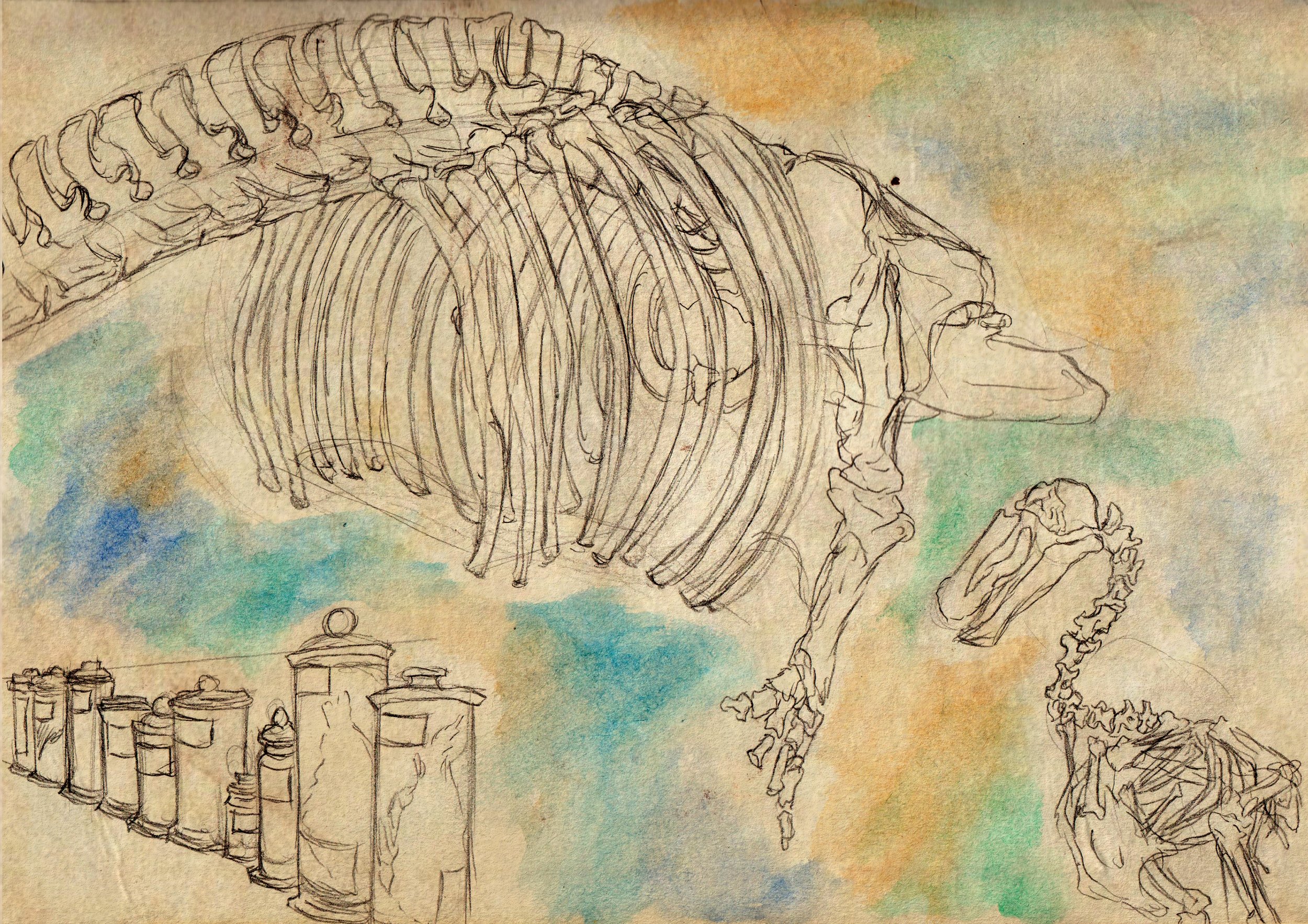 Skeleton sketches + jars.jpg
