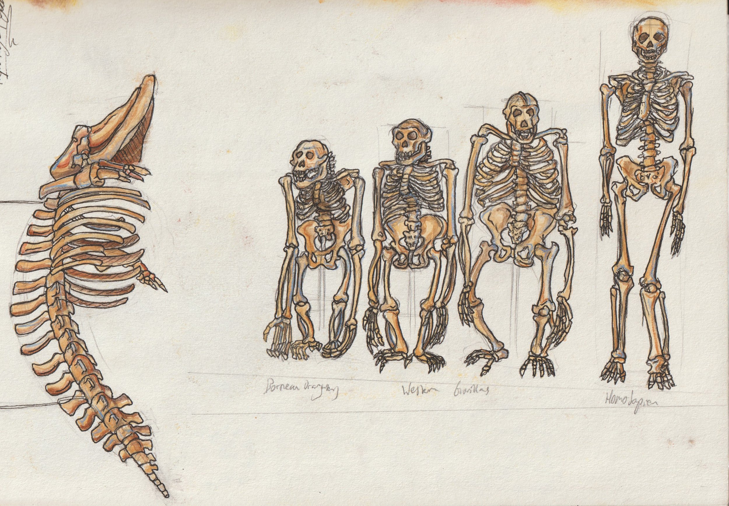 Skeletons.jpg