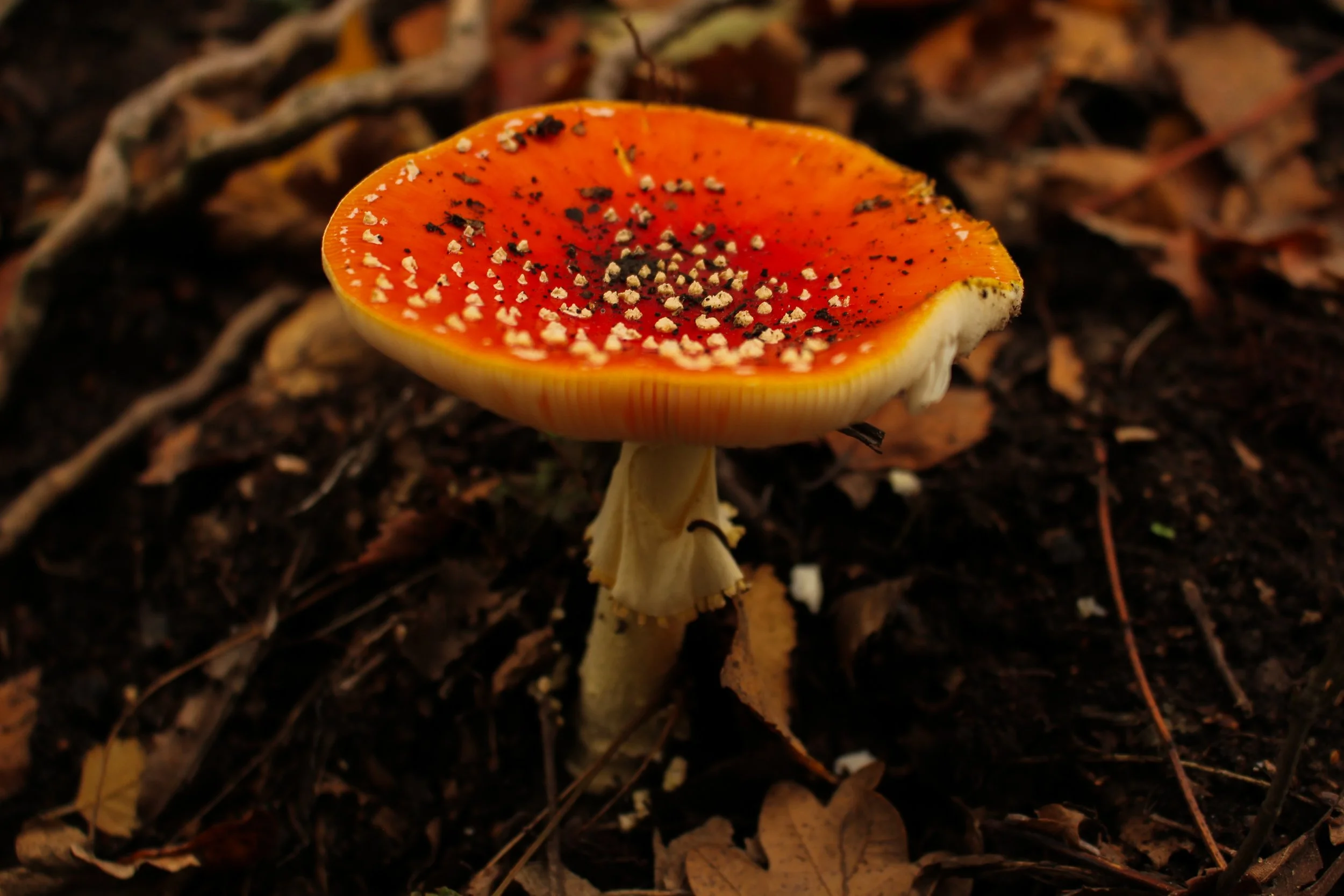 IMG_4562.jpg