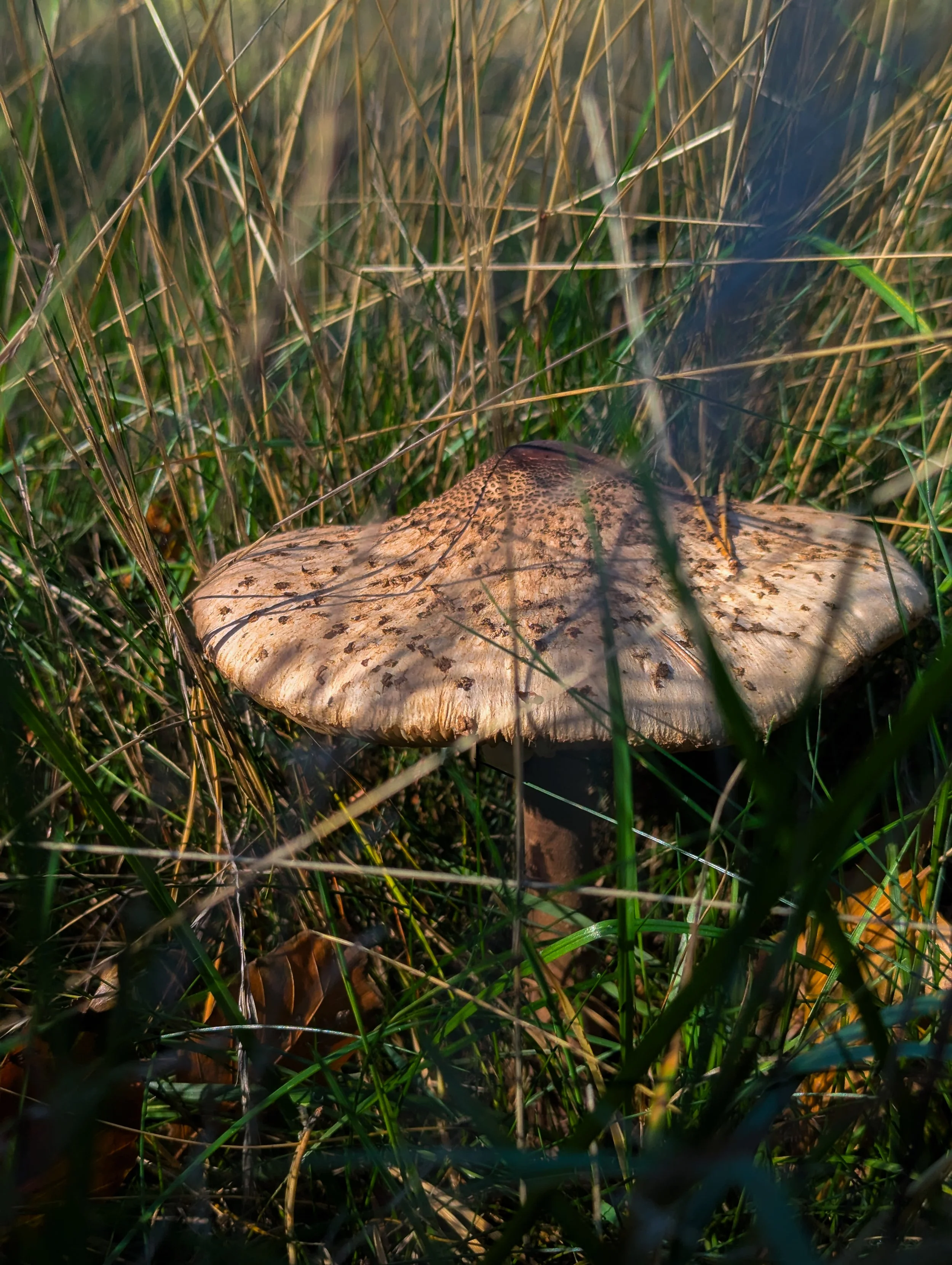 PXL_20251006_113701419.MP.jpg